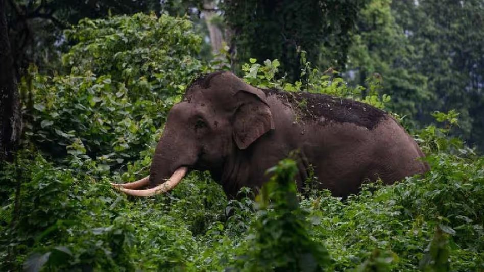 പാലക്കാട് കാട്ടാന ആക്രമണത്തിൽ കർഷകന് പരിക്ക്