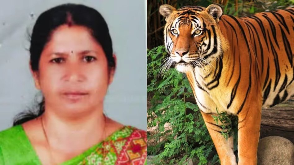 നരഭോജി കടുവയെ വെടിവച്ചു കൊല്ലാന്‍  ഉത്തരവ്; രാധയുടെ മൃതദേഹം ഇന്ന് സംസ്കരിക്കും 