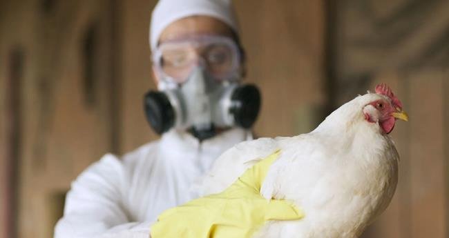 പ​ക്ഷി​പ്പ​നി ബാ​ധി​ച്ച് ഒ​രു മ​ര​ണം; അ​മേ​രി​ക്ക​യി​ൽ ഇ​താ​ദ്യം