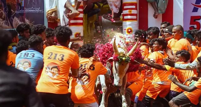 1,100 കാളകൾ, 900 വീരന്മാർ; ജല്ലിക്കെട്ടിന് തമിഴ്നാട്ടിൽ തുടക്കം; ട്രാക്ടറും കാറും മുതൽ നിരവധി സമ്മാനങ്ങൾ