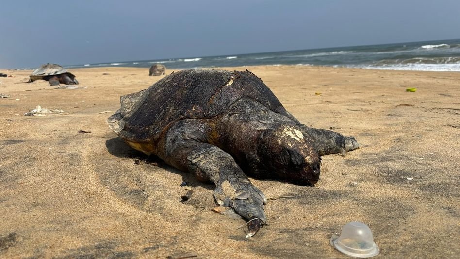 ചെന്നൈ തീരത്ത് ഒരു മാസത്തിനുള്ളിൽ 1000-ത്തിലധികം ഒലിവ് റിഡ്‌ലി കടലാമകളെ ചത്ത നിലയിൽ കണ്ടെത്തി