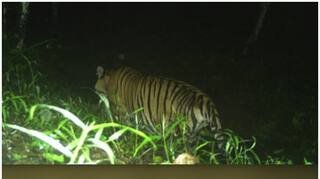 കടുവാപ്പേടിയിൽ നാട്, വീണ്ടും കടുവ വളർത്തുമൃഗത്തെ കൊന്നു, പ്രദേശത്ത് സ്കൂളുകൾക്ക് അവധി പ്രഖ്യാപിച്ചു