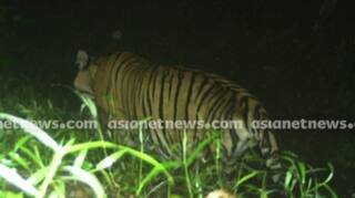 കടുവ കാണാമറയത്ത് തന്നെ, ഇന്നലെയും ആടിനെ കൊന്നു ; മയക്കുവെടി ഒരുക്കത്തിന് മുന്‍പ് വന്നത് 2 തവണ