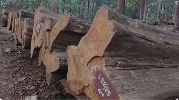 ബ്രിട്ടീഷുകാര്‍ നട്ടുവളര്‍ത്തിയ 95 വർഷം പഴക്കമുള്ള തേക്ക് തടികൾ ലേലത്തിന്; മോഹവില പ്രതീക്ഷിച്ച് വനംവകുപ്പ്