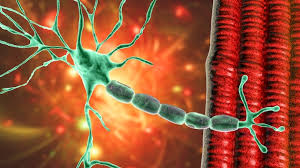 ഗില്ലെയ്ൻ ബാരെ സിൻഡ്രോം: ചികിത്സയിലിരുന്ന ഒരാള്‍ മരിച്ചു, പൂനെയിൽ 67 പേര്‍ക്ക് രോഗബാധ