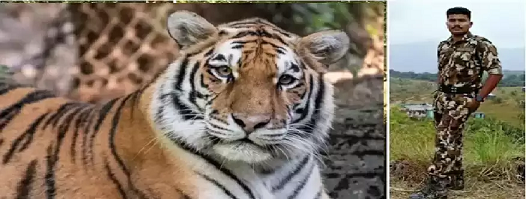 ദൗത്യസംഘത്തെ പഞ്ചാരകൊല്ലിയിലെ കടുവ ആക്രമിച്ചു; ആർആർടി സംഘാംഗത്തിന് പരിക്ക്