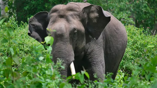 വാളയാറിൽ കാട്ടാന ആക്രമണം: കർഷകന് പരുക്ക്