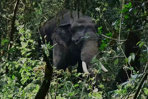 കോതമംഗലത്ത് കാട്ടാന ഇറങ്ങി; കൂട്ടിക്കൽ സ്വദേശിനി ഓടി രക്ഷപ്പെട്ടു