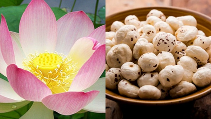 താമരവിത്ത് ഗുണംകൊണ്ട് ഞെട്ടിക്കും, ഇത്രയധികം പ്രത്യേകതകളോ?