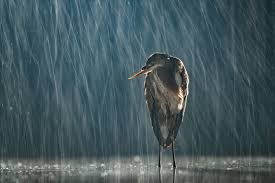 വരാനിരിക്കുന്നത് ശക്തമായ മഴ! നാല് ജില്ലകളിൽ യെല്ലോ അലർട്ട്