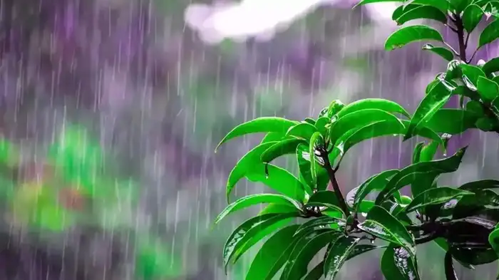 മൺസൂൺ വരുന്നൂ, മെയ് 13ന് ഈ ഭാഗങ്ങളിൽ എത്തിച്ചേരാൻ സാധ്യത; ഏറ്റവും പുതിയ അറിയിപ്പുമായി കാലാവസ്ഥ വകുപ്പ്