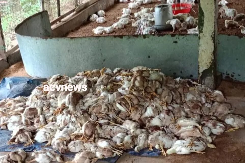തെരുവ് നായ്ക്കളുടെ കൂട്ട ആക്രമണം, വൈക്കത്തെ കോഴിഫാമിൽ 450 ഓളം കോഴികൾ ചത്തു