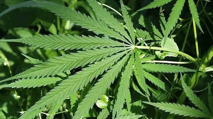 റോഡരുകിൽ കഞ്ചാവു ചെടി കണ്ടെത്തി