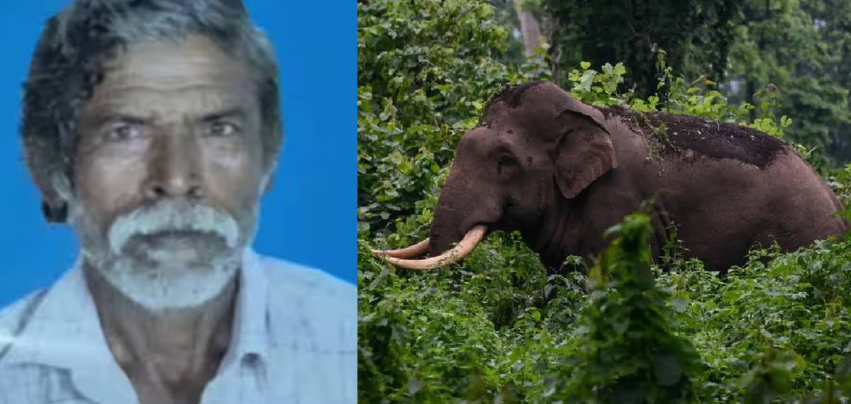 ഒരു മാസത്തിനിടെ പാലക്കാട് മാത്രം കാട്ടനെയെടുത്തത് മൂന്ന് ജീവന്‍