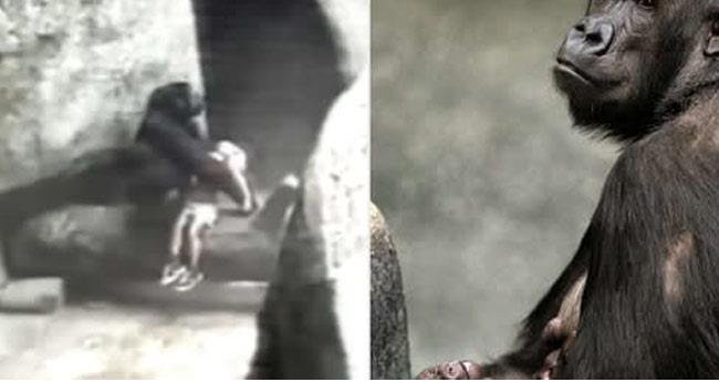 ഷിക്കാഗോ മൃഗശാലയിൽ മൂന്ന് വയസുകാരന് രക്ഷകനായി “ബിന്‍റി ജുവ ‘ഗൊറില്ല