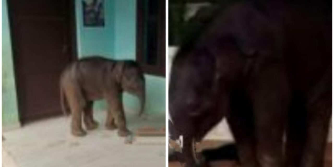 വയനാട് ചേകാടി സര്‍ക്കാര്‍ എല്‍പി സ്കൂള്‍ വരാന്തയില്‍ കാട്ടാനക്കുട്ടി