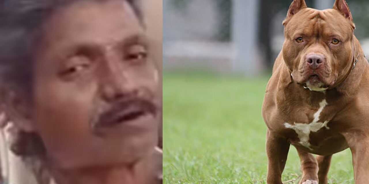 അയൽവാസിയുടെ പിറ്റ്ബുൾ തുടൽ പൊട്ടിച്ചോടി കടിച്ചുകീറി, 48കാരൻ രക്തം വാർന്ന് മരിച്ചു; പിടിച്ചുമാറ്റാൻ വന്ന ഉടമയ്ക്കും കടിയേറ്റു