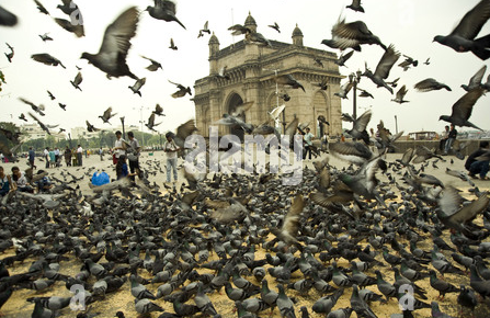മുംബൈ ഗേറ്റ്വേ ഓഫ് ഇന്ത്യയിൽ പ്രാവുകൾക്ക് തീറ്റ നൽകുന്നത് നിരോധിച്ചതിൽ കനത്ത പ്രതിഷേധം