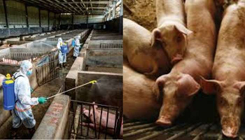 പന്നിപ്പനി പടരുന്നു: കണ്ണൂർ ജില്ലയിൽ ജാഗ്രതാ നിർദേശം