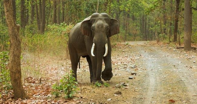 വാ​ൽ​പ്പാ​റ​യി​ൽ കാ​ട്ടാ​ന ആ​ക്ര​മ​ണം; ര​ണ്ടു​പേ​ർ മ​രി​ച്ചു