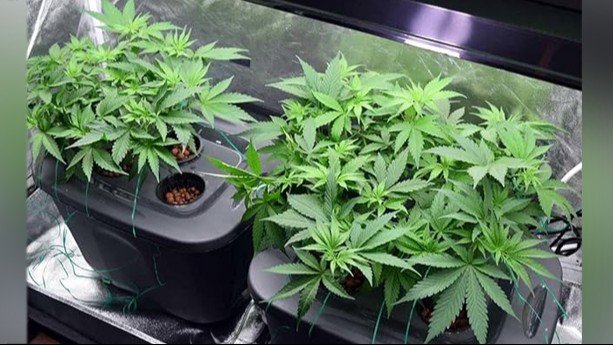 ഹൈ​ഡ്രോ പോ​ണി​ക്സ് ക​ഞ്ചാ​വു​മാ​യി ബാ​ങ്കോ​ക്കി​ൽ നി​ന്ന് എ​ത്തി​യ യാ​ത്ര​ക്കാ​ര​ൻ പി​ടി​യിൽ