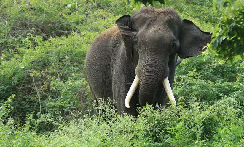ജാ​ർ​ഖ​ണ്ഡി​ൽ വ​യോ​ധി​ക​യെ ആ​ന ച​വി​ട്ടി​ക്കൊ​ന്നു