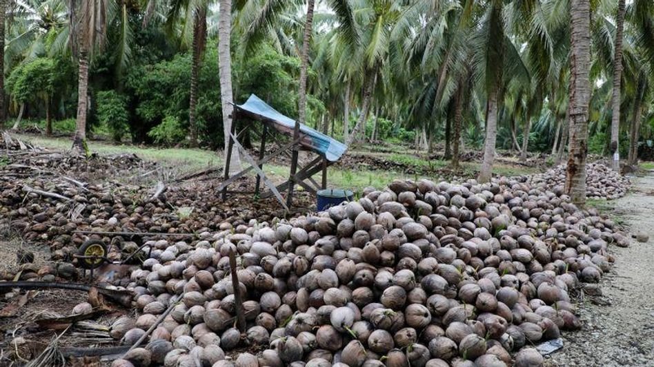 കാലാവസ്ഥാ വ്യതിയാനം, തൊഴിൽ ക്ഷാമം, ഭൂമി നഷ്ടം: കേരളത്തിന് കേരം കിട്ടാക്കനിയാകുമോ?