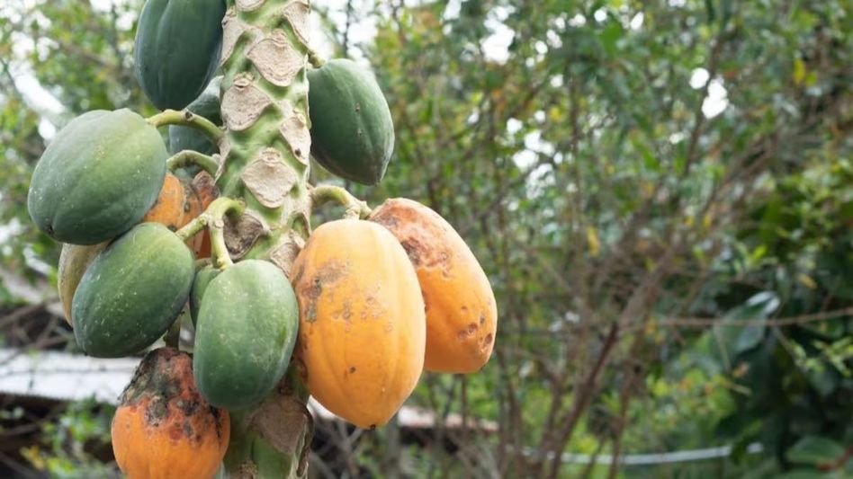 ഇവർ പപ്പായ കഴിക്കരുത്! ശരീരത്തിൽ വിഷം പോലെ പ്രവർത്തിക്കും