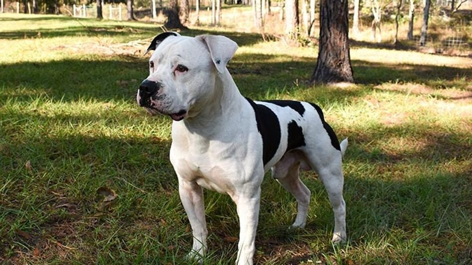 ബുൾഡോഗ് ആക്രമണം; നാല് വയസുകാരിക്ക് ദാരുണാന്ത്യം