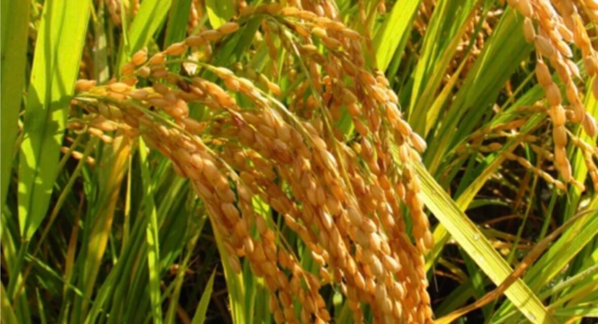 ഇതുവരെ സംഭരിച്ച നെല്ലിന്റെ വില തിങ്കളാഴ്ച മുതൽ30 രൂപ നിരക്കിൽ നല്കും