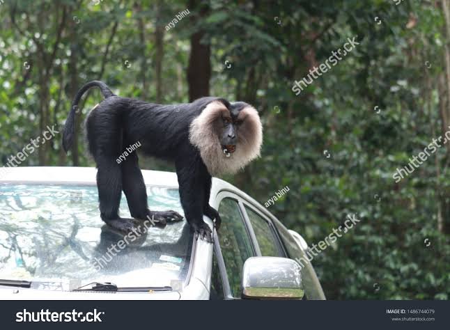 തിരുവനന്തപുരം മൃഗശാലയിലെ സിംഹവാലൻ കുരങ്ങുകൾ തമ്മിലുണ്ടായ കടിപിടിയിൽ ഒരെണ്ണം ചത്തു