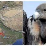 ‘അവന് ധൈര്യമുണ്ട്’; സഞ്ചരിച്ചത് 15,000 കിമി, പാക് വ്യോമാതിർത്തി കടന്ന് ഇന്ത്യയിലേക്ക് പറന്ന കഴുകനെ കുറിച്ച് നെറ്റിസെന്‍സ്