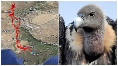 ‘അവന് ധൈര്യമുണ്ട്’; സഞ്ചരിച്ചത് 15,000 കിമി, പാക് വ്യോമാതിർത്തി കടന്ന് ഇന്ത്യയിലേക്ക് പറന്ന കഴുകനെ കുറിച്ച് നെറ്റിസെന്‍സ്