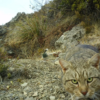 ന്യൂസിലാൻഡിലെ ജൈവവൈവിധ്യം പ്രതിസന്ധിയിൽ: കാട്ടുപൂച്ചകളെ വൻതോതിൽ നശിപ്പിക്കാൻ തീരുമാനം