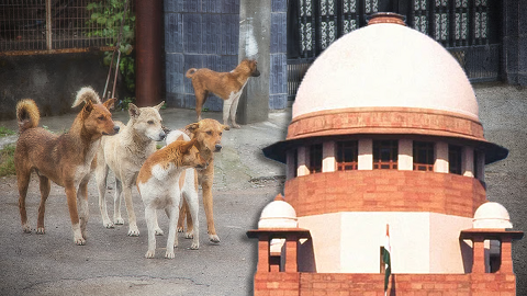 തെരുവുനായ ശല്യം: ചീഫ് സെക്രട്ടറിമാർ സുപ്രീംകോടതിയിൽ നേരിട്ട് ഹാജരായി സത്യവാങ്മൂലം സമർപ്പിച്ചു