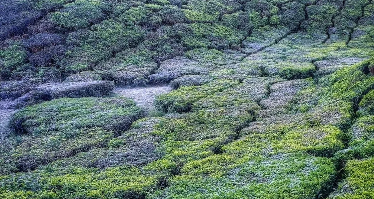 മഞ്ഞുപുതച്ച് മൂന്നാര്‍; താപനില മൂന്നു ഡിഗ്രി സെല്‍ഷ്യസ്, സീസണിലെ ഏറ്റവും തണുപ്പ്