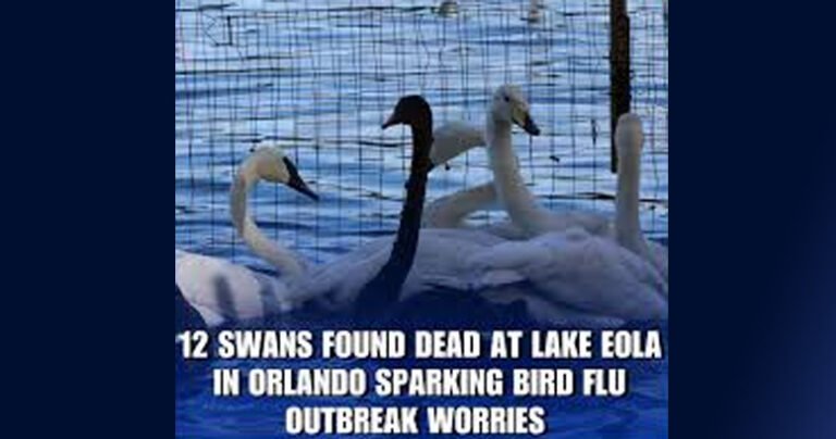 ഒർലാൻഡോയിലെ ലേക്ക് ഇയോളയിൽ 12 അരയന്നങ്ങൾ ചത്ത നിലയിൽ; പക്ഷിപ്പനി ഭീതി