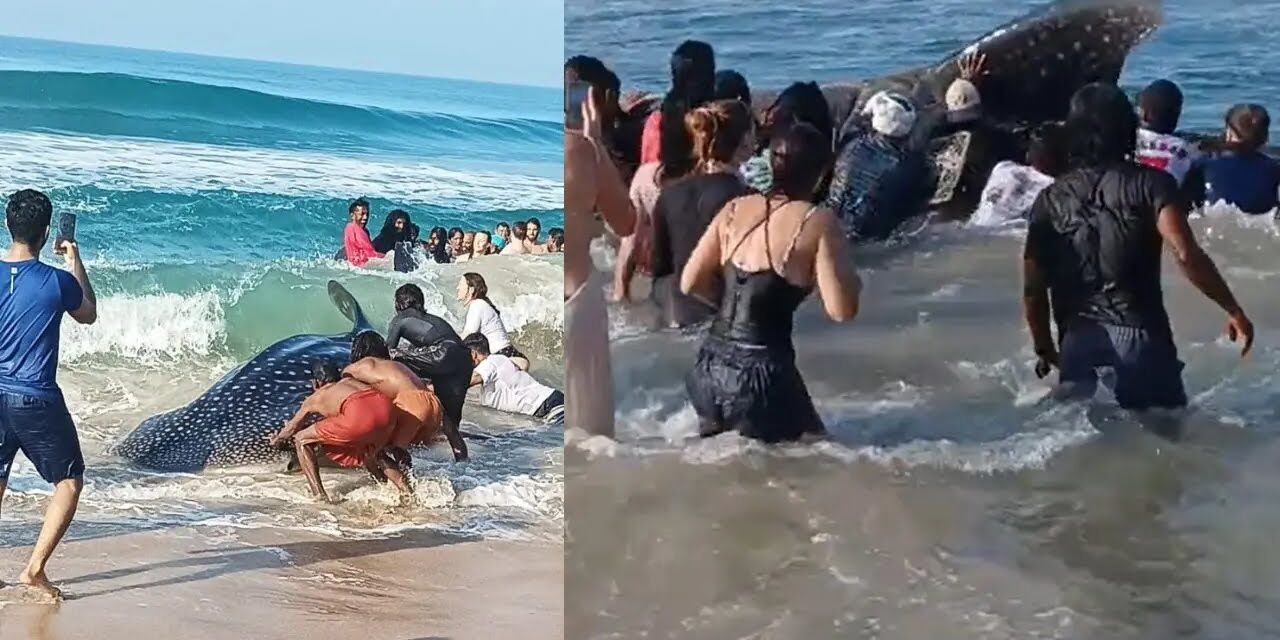 കൊല്ലത്ത് തിമിംഗലസ്രാവ് കരയിലെത്തി; നാട്ടുകാരുടെ സഹായത്തോടെ കടലിലേക്ക് തിരിച്ചുവിട്ട്‌ വിനോദസഞ്ചാരികള്‍