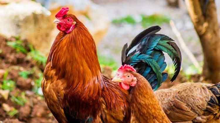 പക്ഷിപ്പനി: പ്രഭവകേന്ദ്രങ്ങൾക്ക് ഒരു കിലോമീറ്റർ ചുറ്റളവിലുള്ള വളർത്തുപക്ഷികളെ കൊന്ന് നശിപ്പിക്കും