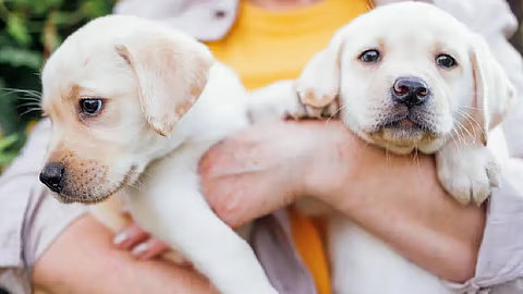 നായയെ വളർത്താൻ ലൈസൻസ് നിർബന്ധമാക്കുന്നു; ഒരു വീട്ടിൽ പരമാവധി രണ്ടു നായകൾ മാത്രം