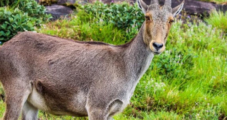 വ​ര​യാ​ടു​ക​ളു​ടെ പ്ര​ജ​ന​ന​കാ​ലം; ഇ​ര​വി​കു​ളം നാ​ഷ​ണ​ല്‍ പാ​ര്‍​ക്ക് അ​ട​യ്ക്കു​ന്നു