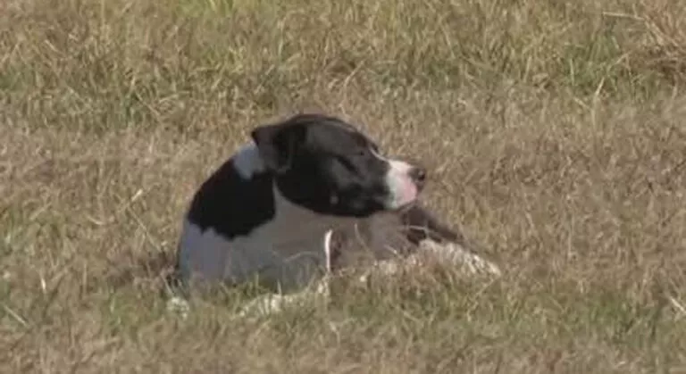 തെരുവ് നായ ആക്രമണം: ഭീതിയിൽ സൗത്ത് ഈസ്റ്റ് ഹൂസ്റ്റൺ നിവാസികൾ,നായ്ക്കളുടെ ആക്രമണമുണ്ടായാൽ ഓടരുത് എന്ന് വിദഗ്ധരുടെ മുന്നറിയിപ്പ്