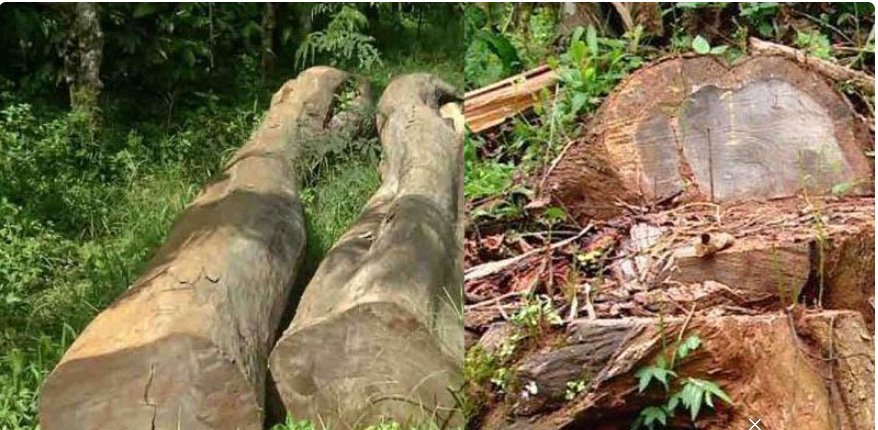 മുട്ടില്‍ മരംമുറി: അപ്പീലുകള്‍ തള്ളി, തടി ലേലം ചെയ്തേക്കും