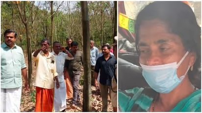 റബ്ബർ എസ്റ്റേറ്റിൽ കടുവ, പേടിച്ചോടിയ വനിതാ ടാപ്പിംഗ് തൊഴിലാളിക്ക് പരിക്ക്, ജാഗ്രത പുലർത്തണമെന്ന് വനം വകുപ്പ്