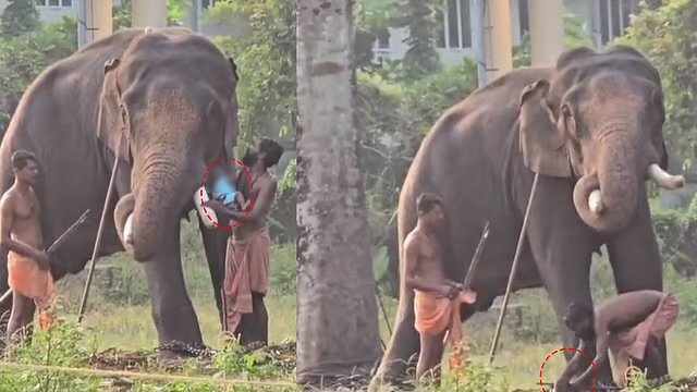 മുൻ പാപ്പാനെ കൊന്ന ആനയുടെ കൊമ്പിൽ കൈക്കുഞ്ഞിനെ ഇരുത്തി പാപ്പാന്റെ അഭ്യാസം