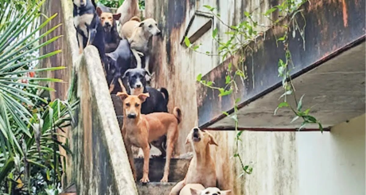 പോലീസുകാരിയുടെ നായപ്രേമം കാരണം പുറത്തിറങ്ങാനാകാതെ അയൽവാസി