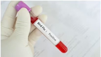 കണ്ണൂരിൽ പക്ഷിപ്പനി സ്ഥിരീകരിച്ചു, കണ്ടെത്തിയത് കാക്കയിൽ; വളർത്തുപക്ഷികളിൽ നിലവിൽ രോ​ഗമില്ല