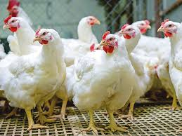 ‘കേരള ചിക്കന് എൻട്രി ഇല്ല’; കേരളത്തിൽ നിന്നുള്ള കോഴി ഇറക്കുമതി നിർത്തി ഒമാൻ