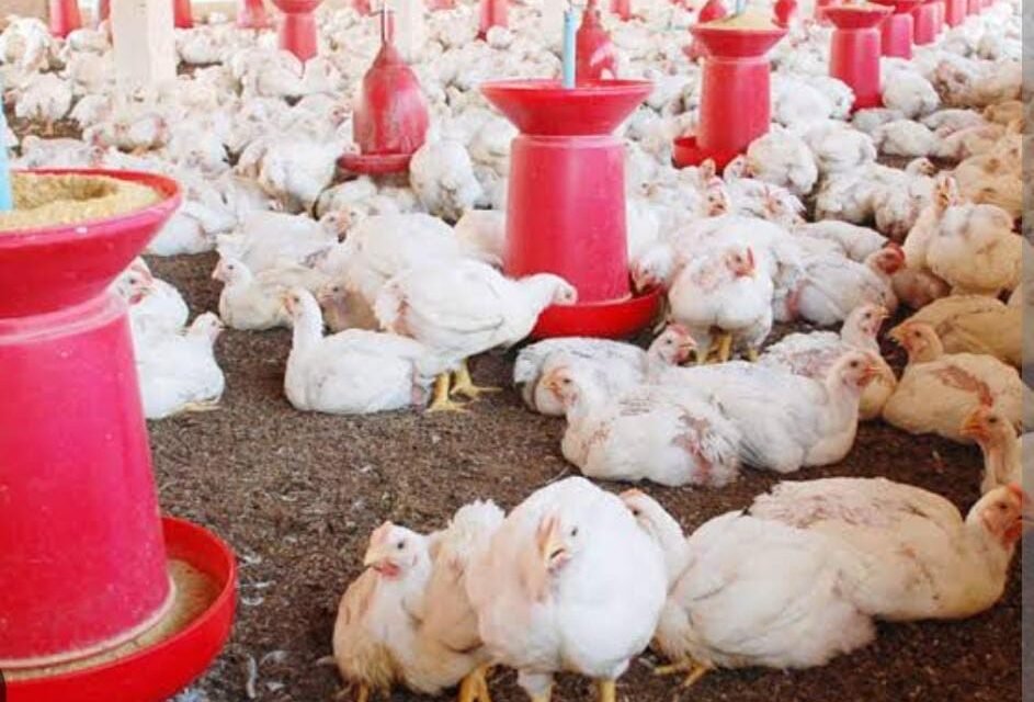 സംസ്ഥാനത്ത് ഇറച്ചിക്കോഴിക്കും മുട്ടയ്ക്കും വില കുതിച്ചുയരുന്നു