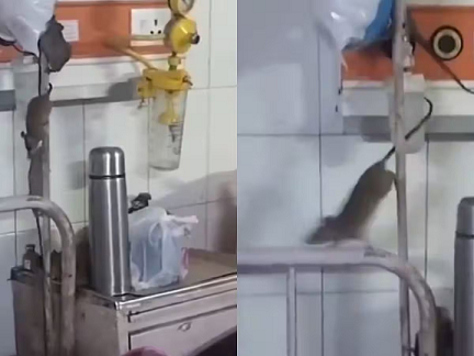 യുപിയിലെ സര്‍ക്കാര്‍ ആശുപത്രി കിടക്കയില്‍ രോഗികൾക്കൊപ്പം എലികൾ: വൈറലായി വീഡിയോ